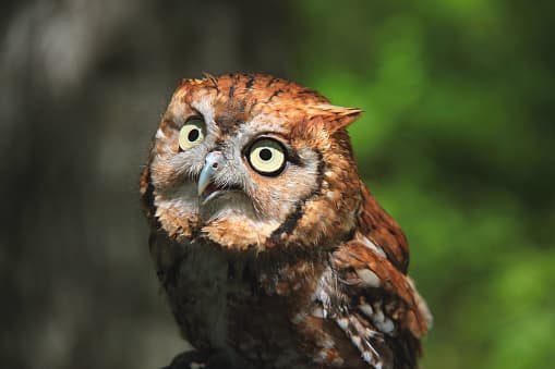 En enero comienzan a establecerse en el nido, mucho antes que la mayoría de las otras aves.