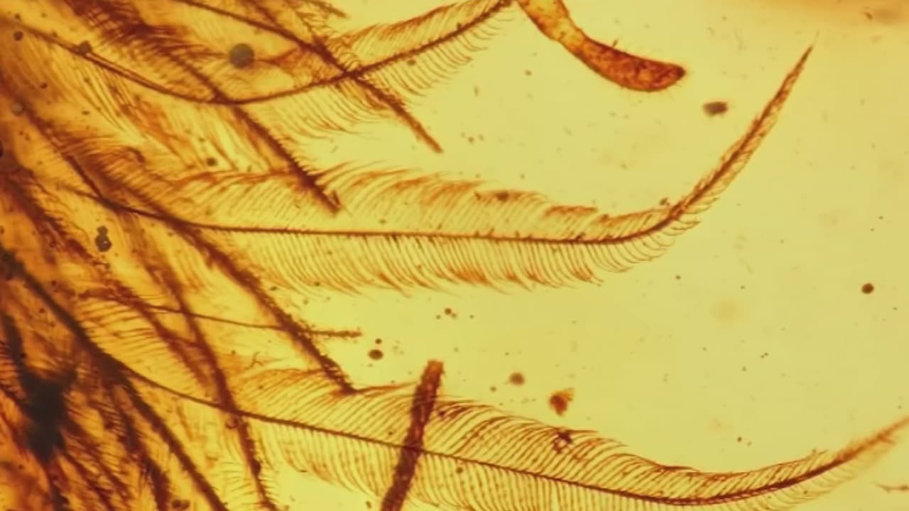 Descubren la cola de un dinosaurio con plumas de hace 99 millones de años conservada en ámbar