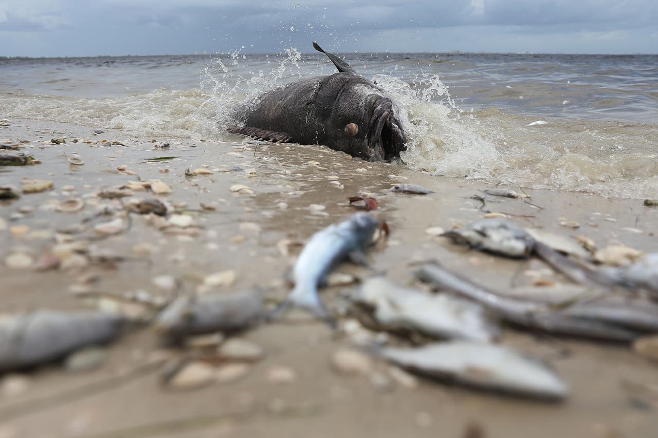 La Comisión de Conservación de Pesca y Vida Silvestre de Florida informó que continúa recibiendo informes de muertes de peces en el suroeste del estado. Durante la última semana, recibieron reportes desde los condados de Sarasota, Charlotte, Lee y Collier.