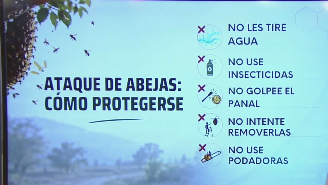 ¿Qué hacer si encuentras un panal o un enjambre de abejas en casa?