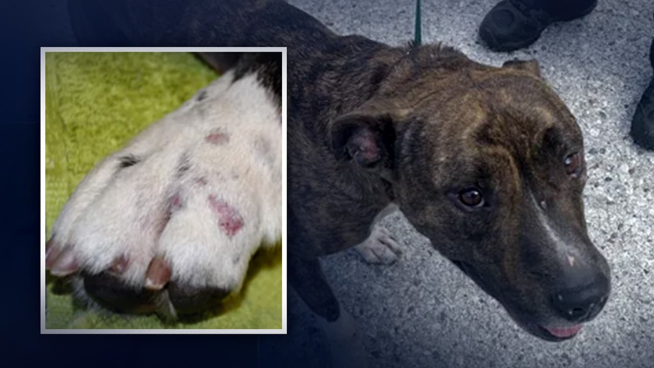 La arrestan por disparar a sus perros con balines: descubrieron varias lesiones y cicatrices