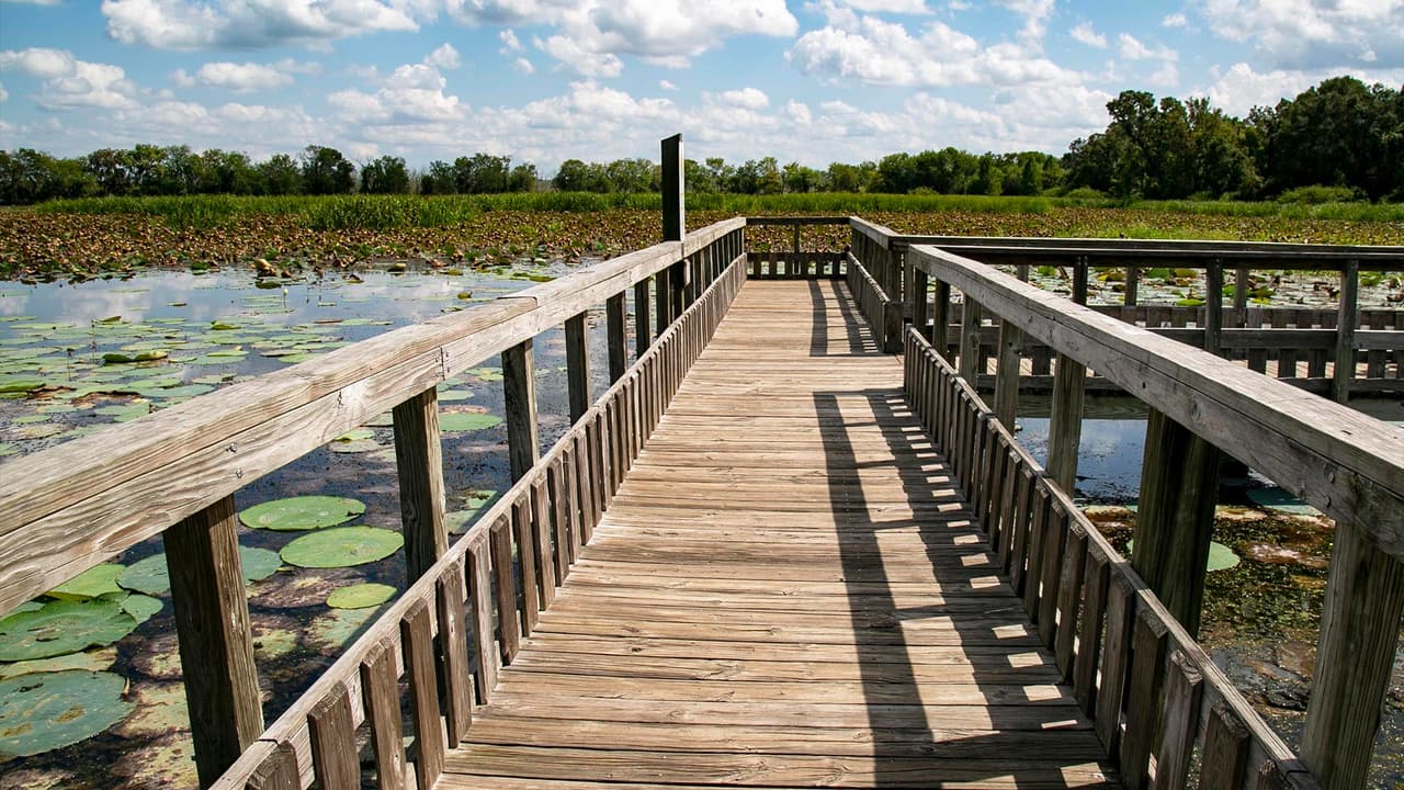 Si quieres pasar un día rodeado de naturaleza y tener una experiencia salvaje, aquí te dejamos la dirección para que vayas al Brazos Bend: 21901 Farm to Market Rd 762, Needville, Texas.