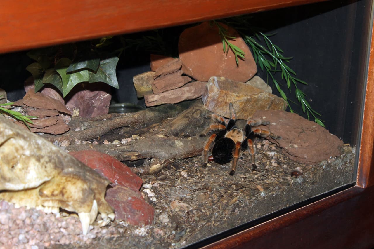 Varios tipos de arañas del desierto de Arizona exhibidas en el museo.