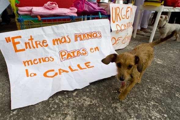 "Tenemos un grave problema y es que la gente se ha vuelto irresponsable con las mascotas, no las estiriliza. Vemos muchos casos de gente que compra un perro y a los dos meses lo abandona pues estaba preparado para vivir con un animal", dijo a la AFP, Marie Calderón del refugio que en dos campos alberga a unos 5.000 perros rescatados de la calle y trata de darlos en adopción.