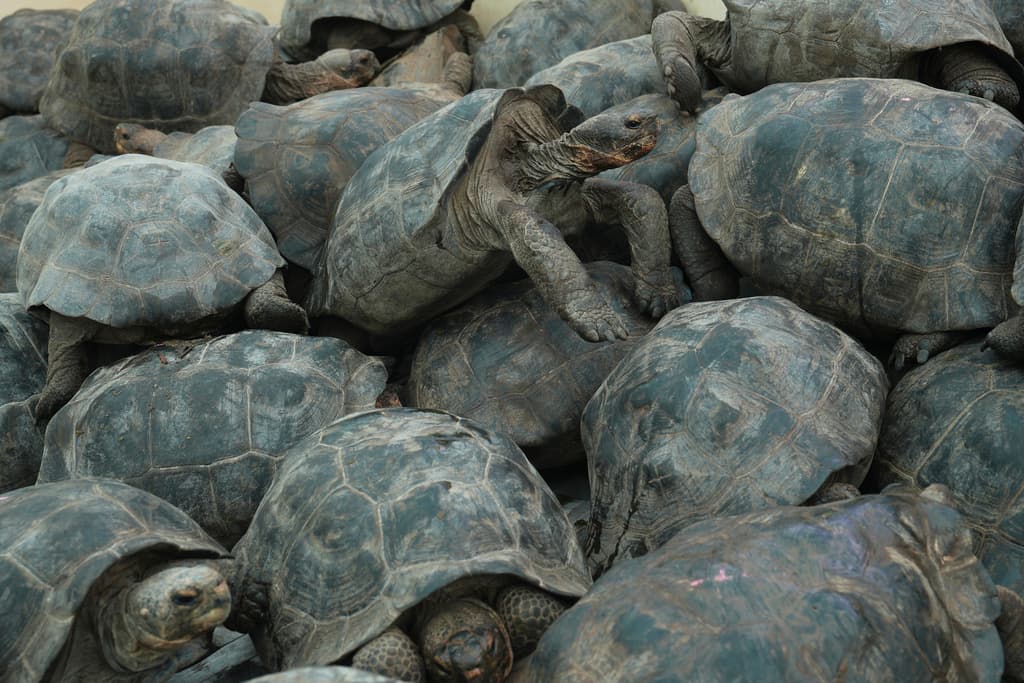Tortugas gigantes juveniles son cargadas en un barco en la Isla Santa Cruz para ser transportadas a la Isla Floreana para su liberación como parte de un proyecto para reintroducir la tortuga gigante de Floreana en su isla nativa en las Islas Galápagos, Ecuador, el jueves 19 de febrero de 2026.