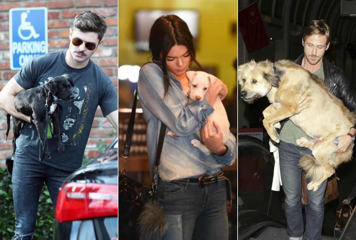 Para estos perritos, ellos no son famosos: sólo son las personas que más aman. ¡Por eso celebran siempre el National Dog Day!