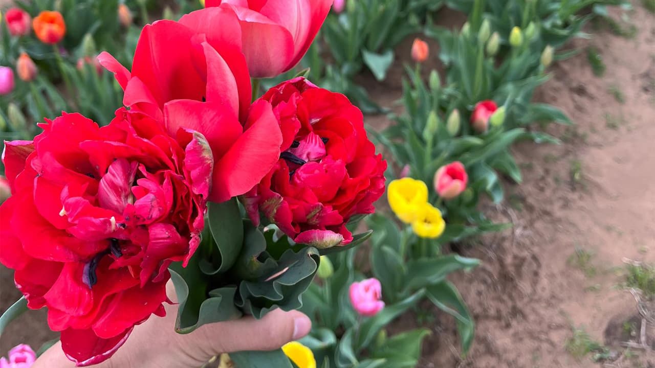 <h2 class="cms-H2-H2">¿Quieres recolectar tulipanes? </h2>
<br>Cada uno tiene un precio, así que puedes recolectarlos y al final te cobrarán por el total de los tulipanes que te lleves. Más información sobre las entradas, tipos de flores y otras atracciones en Texas Tulips, entra a 
<a href="https://texas-tulips.com/visitors-information/" target="_blank">este enlace</a>.