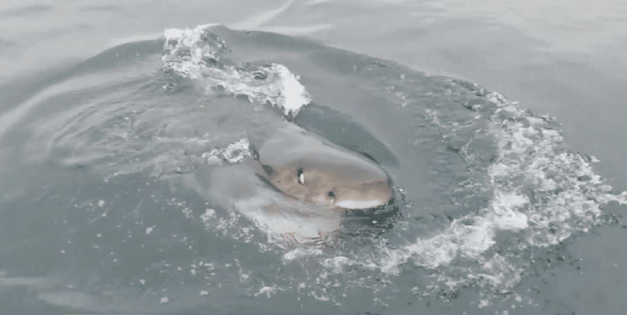 Según expertos, el aumento en la temperatura de las aguas provoca que los escualos se vean forzados a moverse al noreste del país, en busca de comida.