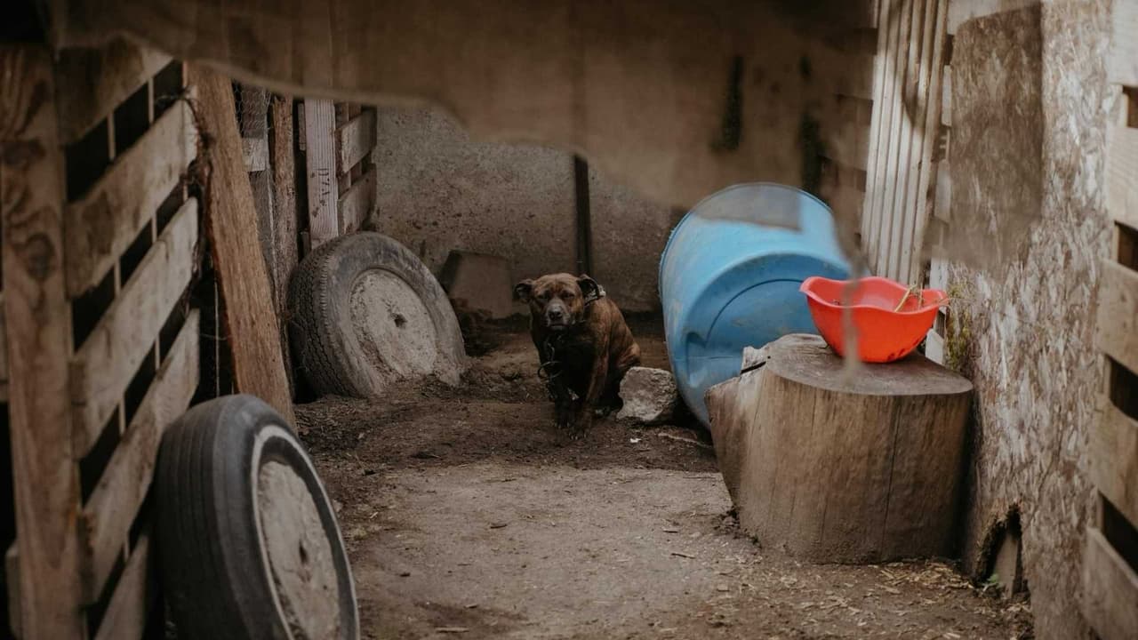Las tarifas de adopción para estos perros han sido eximidas.