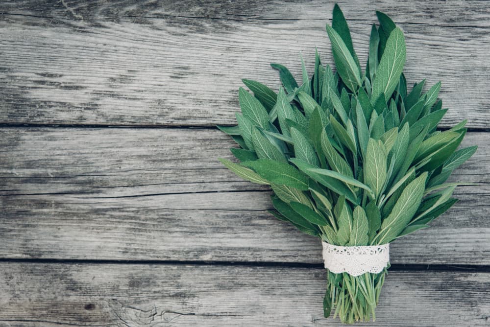 <b>SALVIA</b>
<br>También conocida en inglés como el sage, sin lugar a dudas es una maravilla y una gran aliada para limpiar espacios de cualquier negatividad, por más tóxico o malévolo que parezcan.