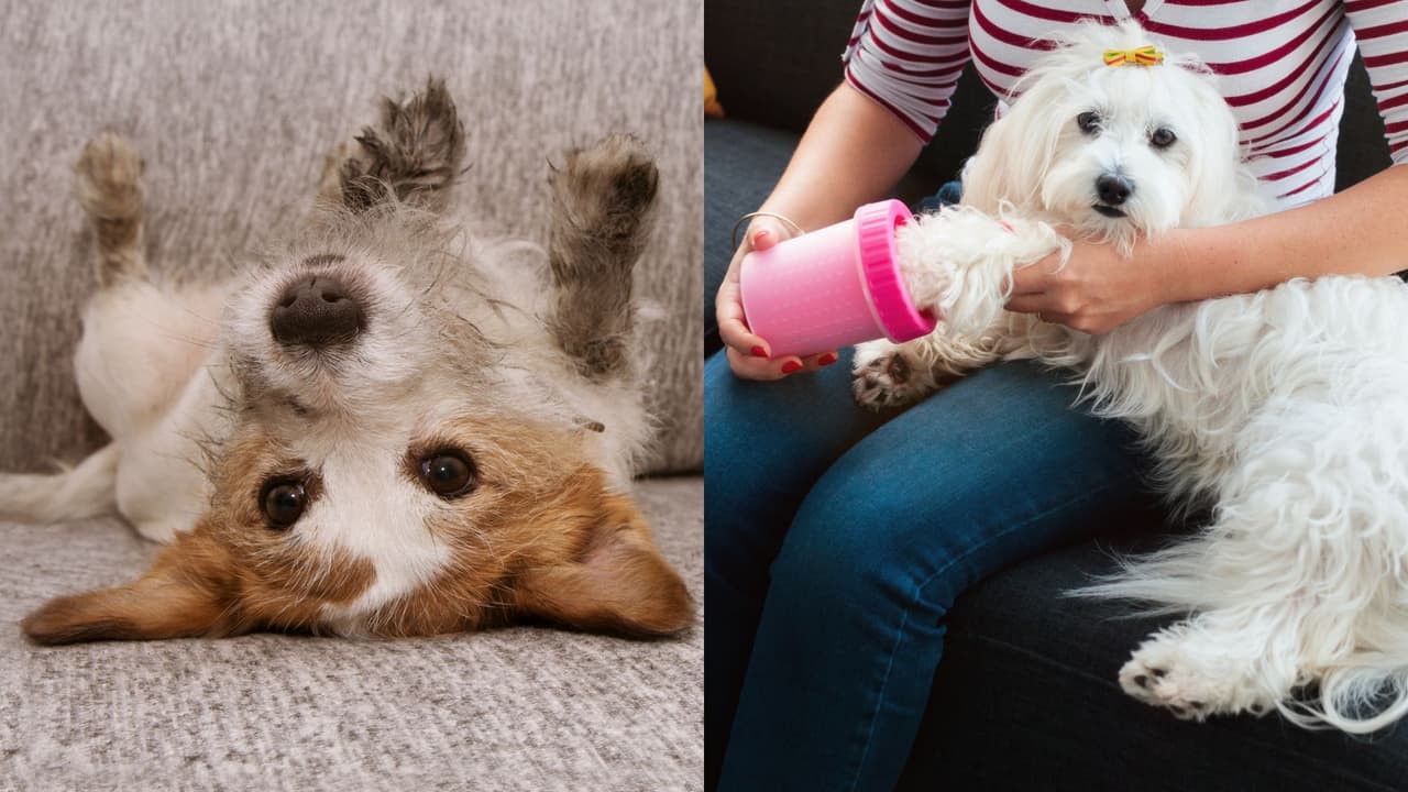 Este accesorio te ayudará a limpiar las patas de tu perro mejor que las toallitas húmedas