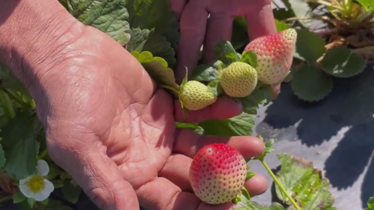 Ola de frío afecta cosecha de fresas en Florida y deja sin ingresos a inmigrantes