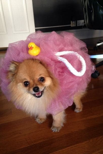 Si tienes una mascota de raza pequeña este disfraz de esponja de baño sacará muchos sustos está Noche de Brujas y si no funciona al menos les robará el corazón.(Imágenes de Twitter)