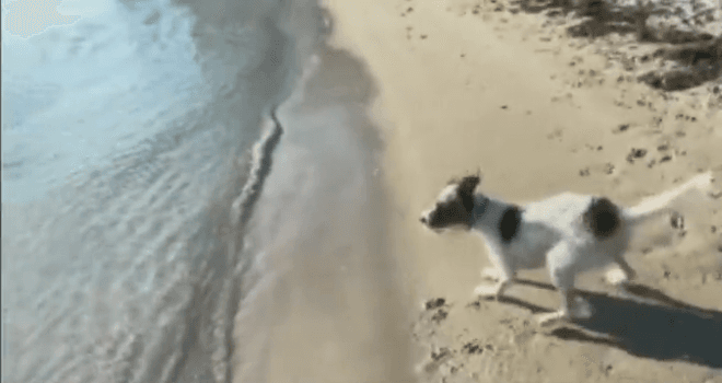 Enorme tiburón ataca a un perro en una playa de Key Biscayne