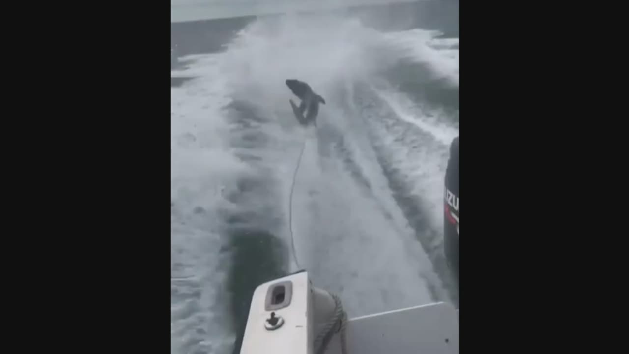 Estará en prisión por 10 días un hombre que arrastró a un tiburón amarrado a su bote