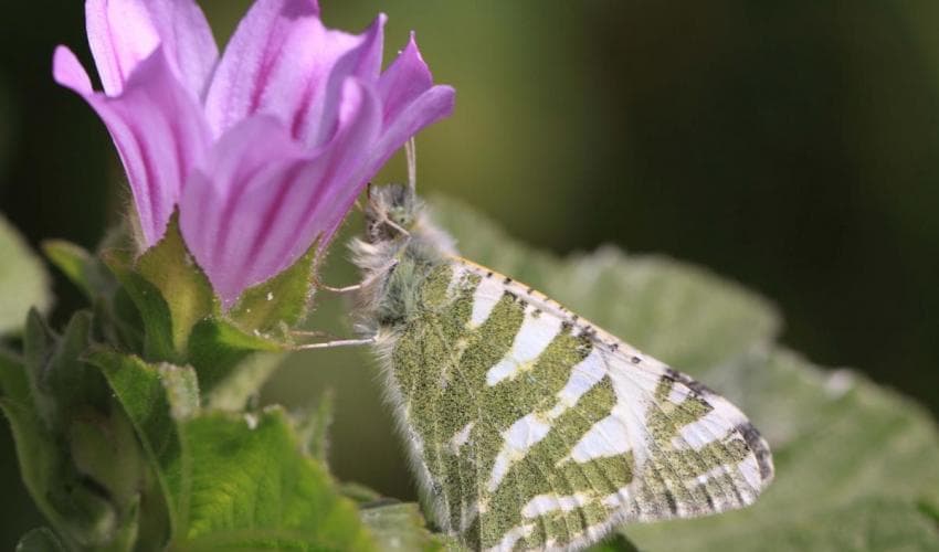 Mariposa en el Mediterráneo