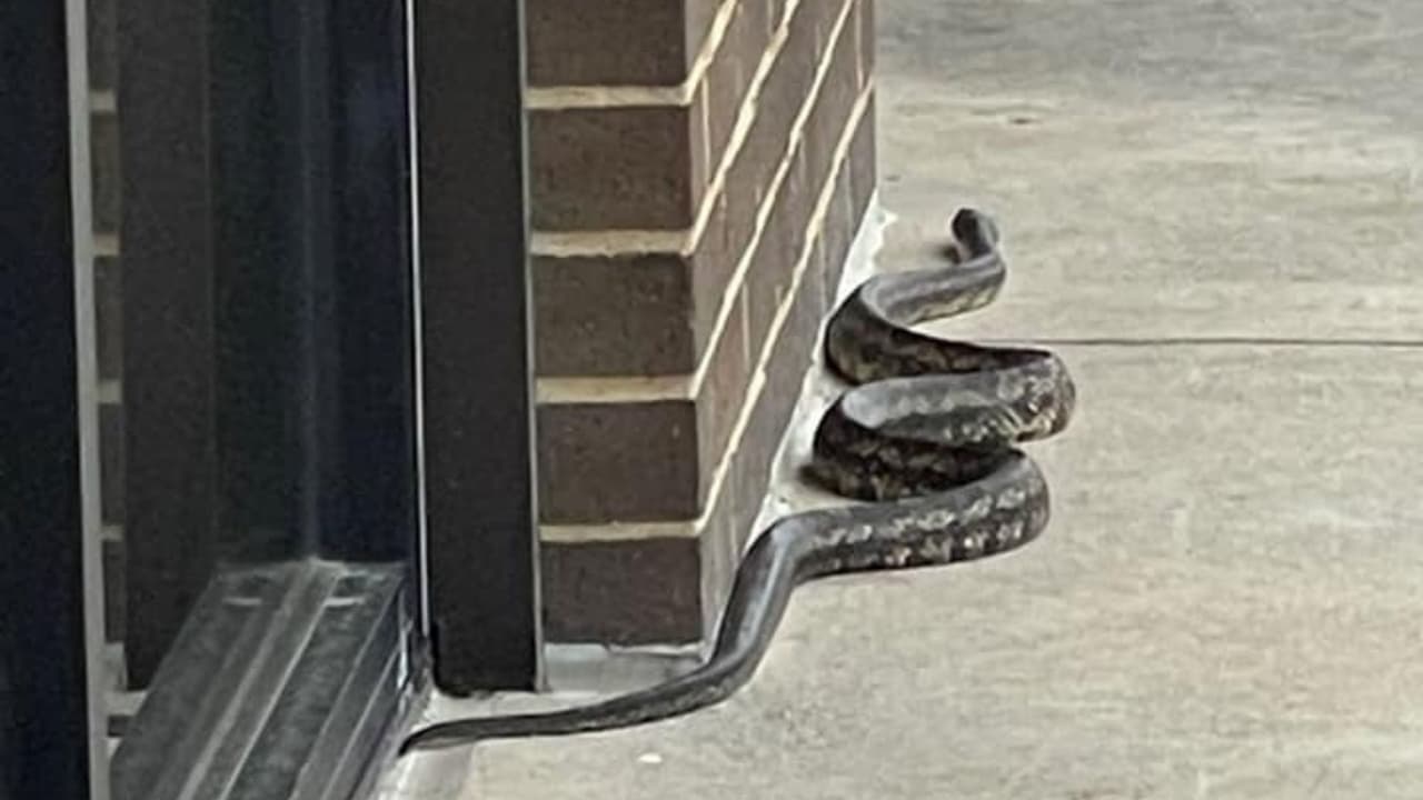 Crystal Maddy vio en la banqueta, cerca de su trabajo, una serpiente andar a plena luz del día en McKinney.