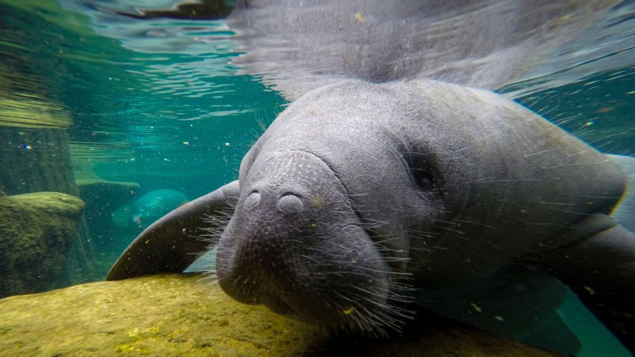 Empieza programa para frenar la mortandad de manatíes en Florida: te contamos en qué consiste