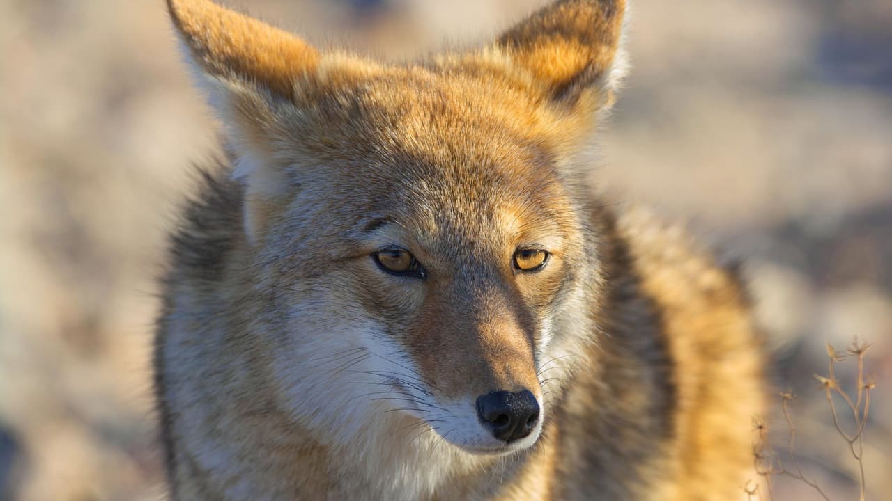 Cada vez es más común 
<b>ver coyotes en calles, parques y hasta en patios de casas en Texas</b>. Son animales inteligentes, pueden acercarse más 
<b>buscando alimento o defendiendo a sus crías.</b>