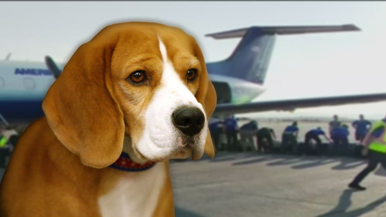 Rumbo a una nueva vida: más de 100 perritos beagle viajan en avión tras ser rescatados de un refugio