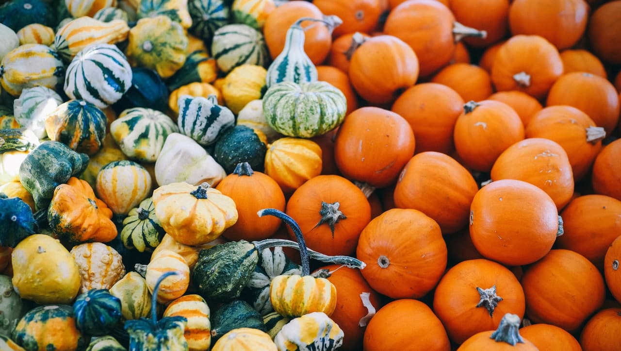 <a href="https://www.jackspumpkinpopup.com/"><u>Jack's Pumpkin Pop-Up</u></a>
<br>1467 N Elston Ave
<br>Chicago, IL 60642