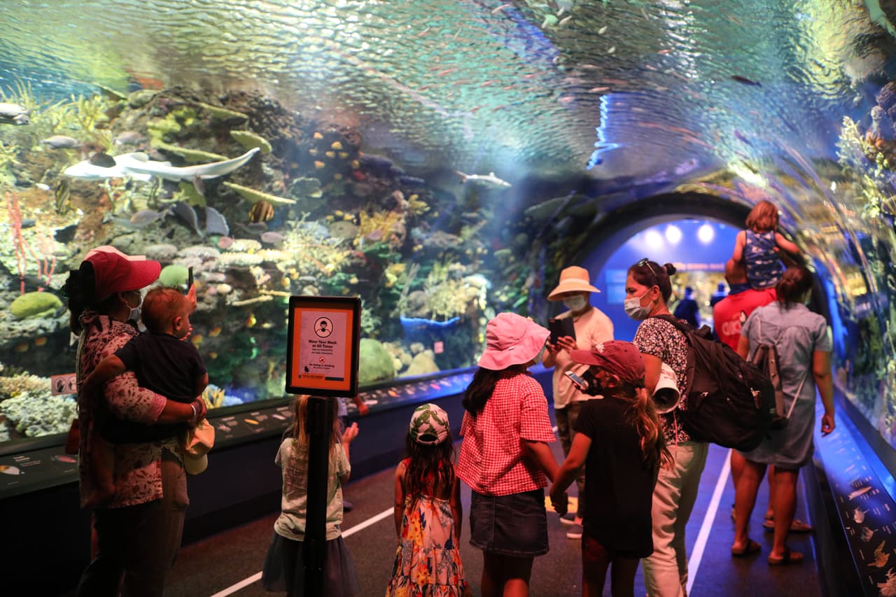 También puedes entrar gratis si te has vacunado al
<b>Acuario de NYC.</b> Se necesitan entradas anticipadas antes de la visita.
<br>Para más información visita
<a href="https://nyaquarium.com/">nyaquarium.com</a>.
<br>