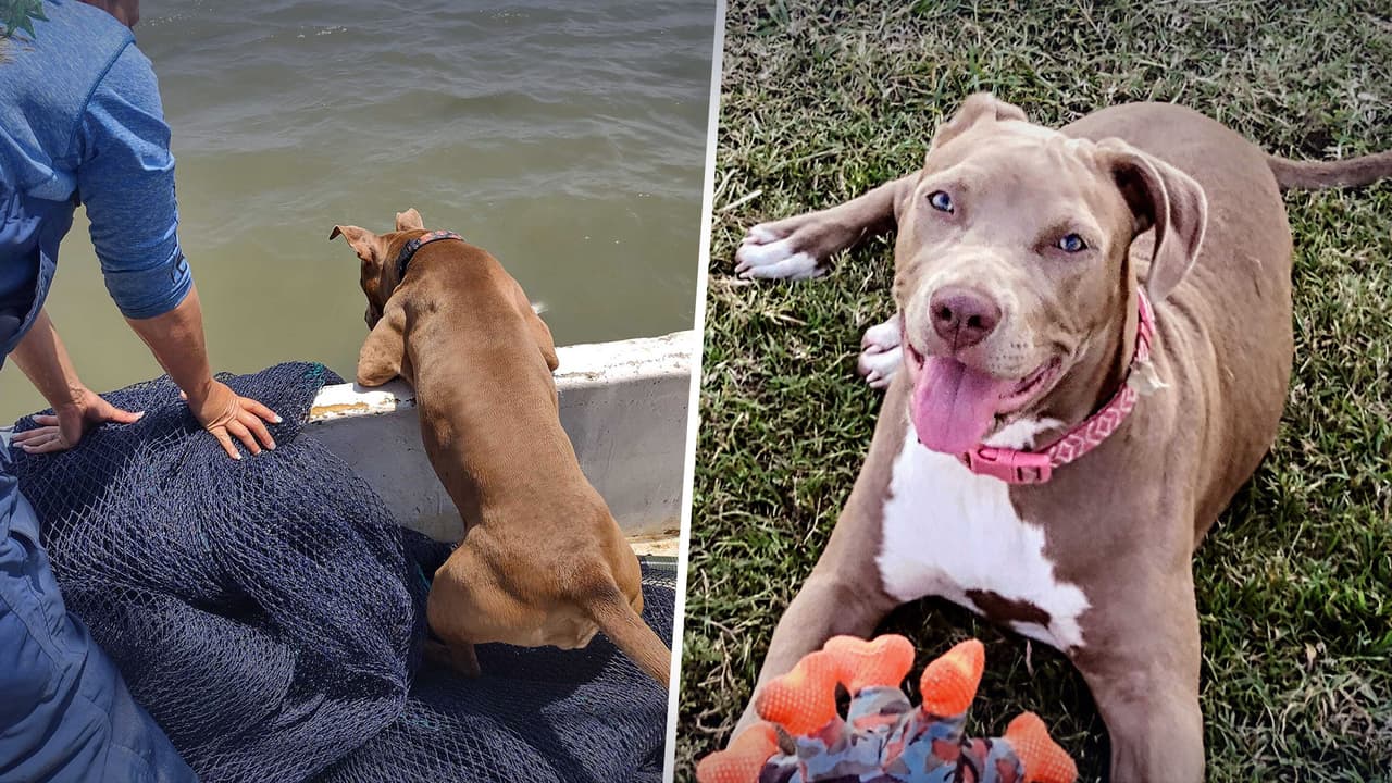 Monster, el perro camaronero que nadó 5 millas y regresó a casa 5 días después de perderse en el mar