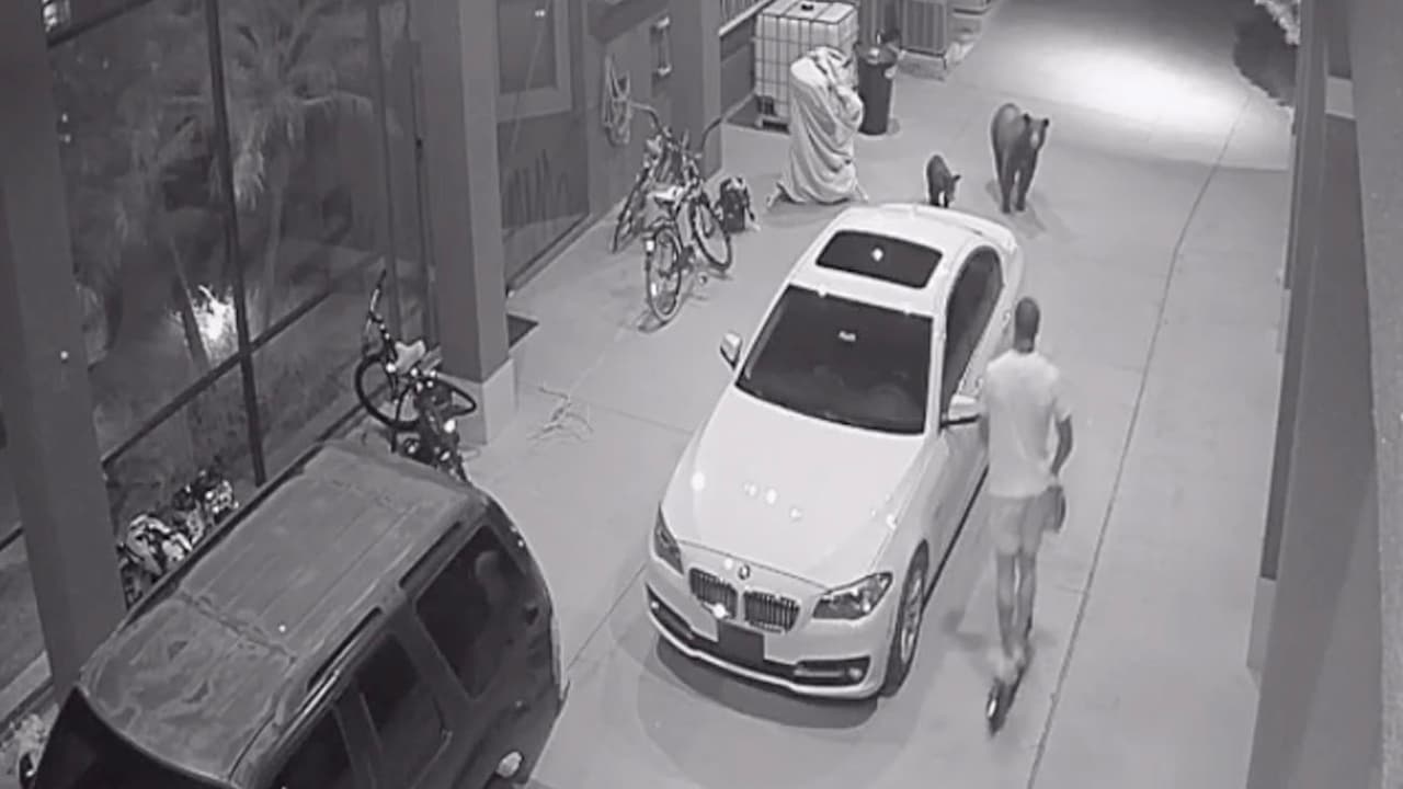 Jugador de Dallas Cowboys huye de un par de osos que estaban en plena calle; todo quedó en video