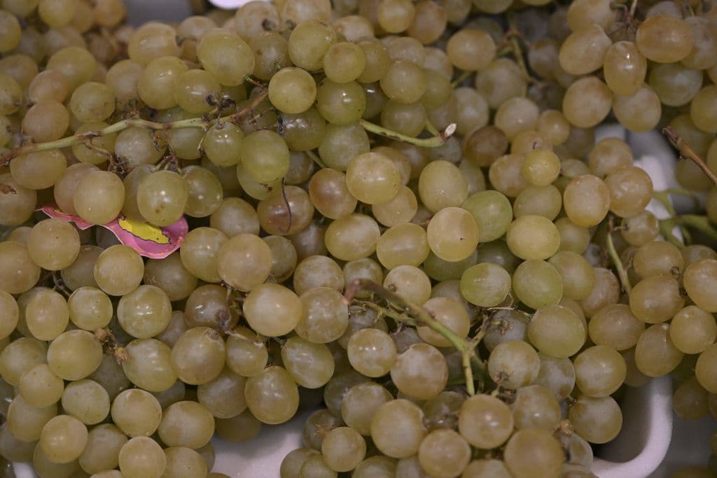 <b>8. Uvas: </b>Las uvas son otras frutas qu conservan gran cantidad de residuos de pesticidas. En los elementos incluidos en la 'Docena Sucia' 2023 se hallaron 210 pesticidas.