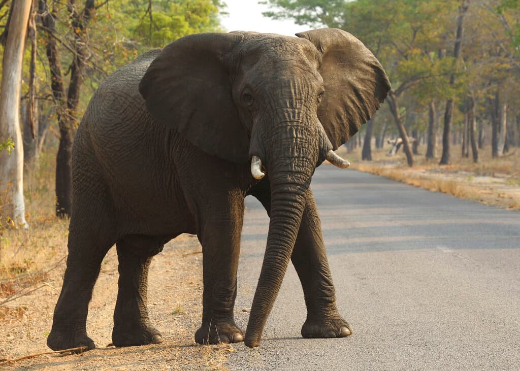 La fuerte sequía mata al menos a 55 elefantes en Zimbabue durante los últimos dos meses