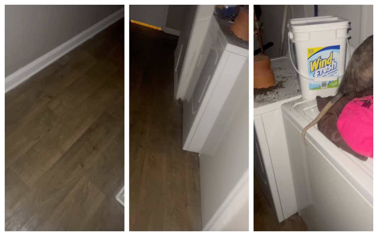 Maribel, una mujer hispana que vive en Georgia, 
<a href="https://www.univision.com/local/atlanta-wuvg/hispana-encuentra-un-animal-desconocido-sobre-su-lavadora" target="_blank">envió a Univision un video en el que describió el susto</a> que se llevó cuando se encontró un animal para ella desconocido sobre su lavadora. “Vi el animal sobre la lavadora y entre en pánico”, dijo Maribel.