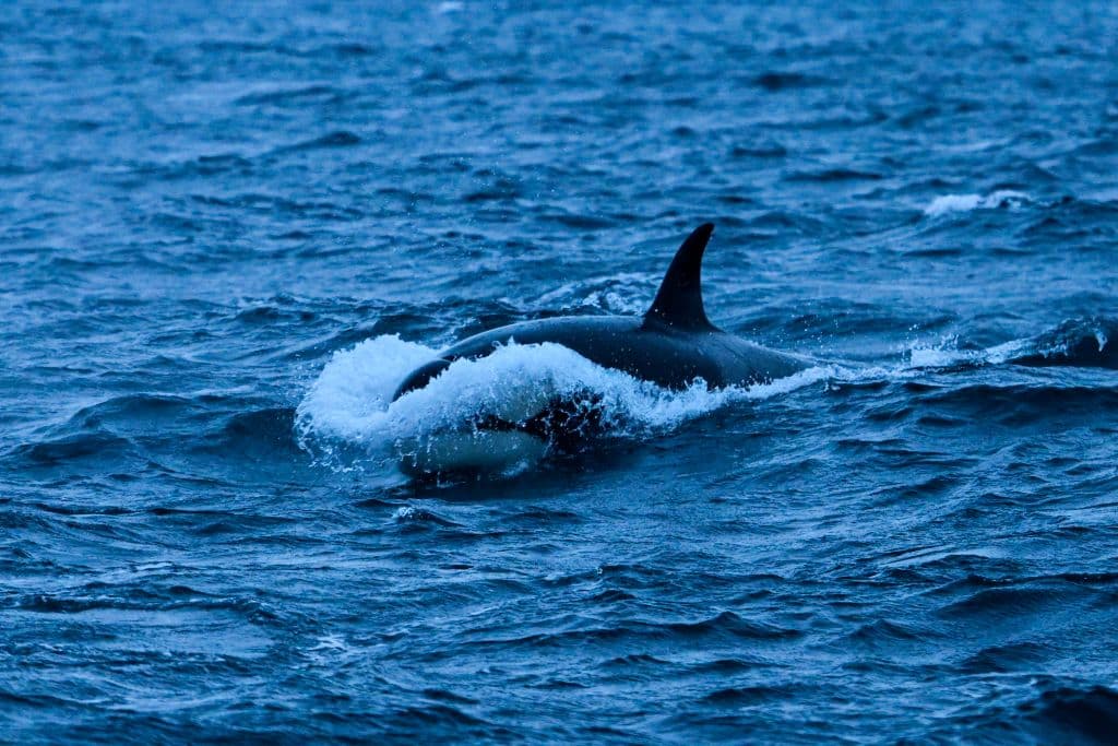 La orca que ‘lloró’ la muerte de su cría en un viaje de luto por más de dos semanas tiene un nuevo hijo