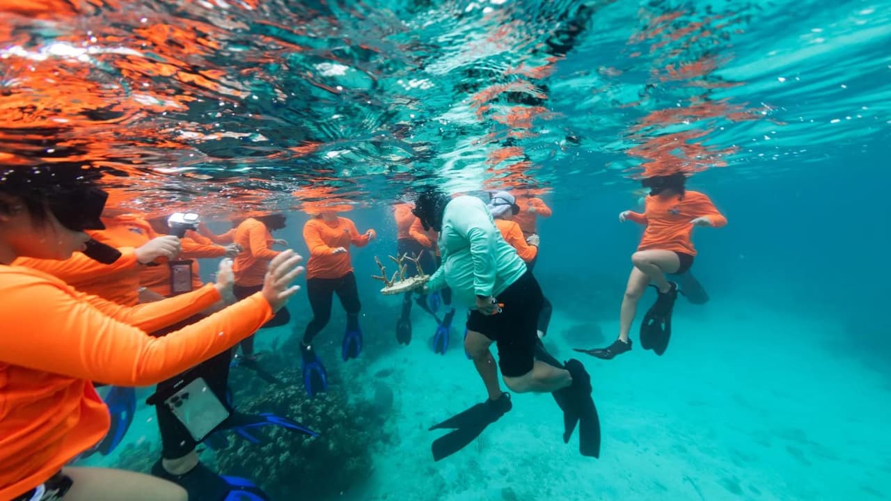 Estos corales impresos en 3D están hechos de almidón de maíz y pintados con colores brillantes para simular la apariencia de corales naturales.