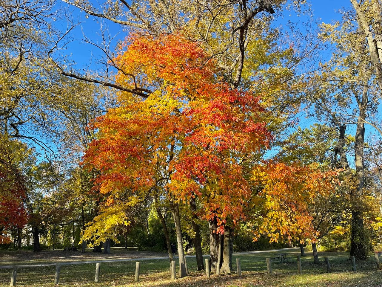 <b><a href="https://www.univision.com/local/philadelphia-wuvp/mejores-fechas-cambio-color-hojas-pensilvania-otono-2022-fotos">RELACIONADO: Estas son las mejores fechas para ver el cambio de color de las hojas en Pensilvania en otoño 2022</a></b>