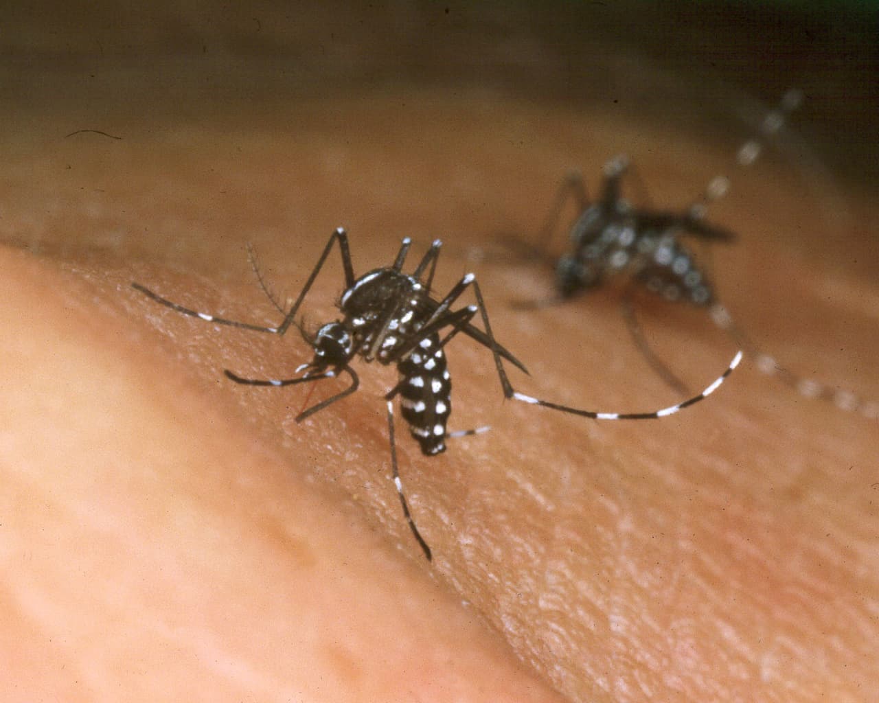 “Es un mensaje para decirle a la comunidad, el mosquito está aquí, está infectado, lo puede picar y usted puede desarrollar dengue”, comentó el epidemiologo Álvaro Mejía. 
<br>
