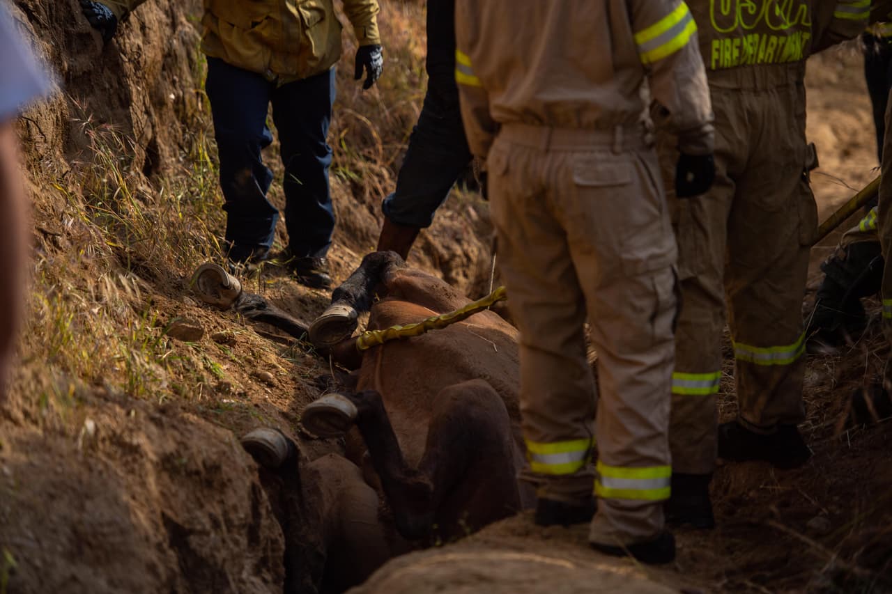 La intención de todos los involucrados en el operativo era que Poncho no resultara herido mientras actuaban para sacarlo de ahí.