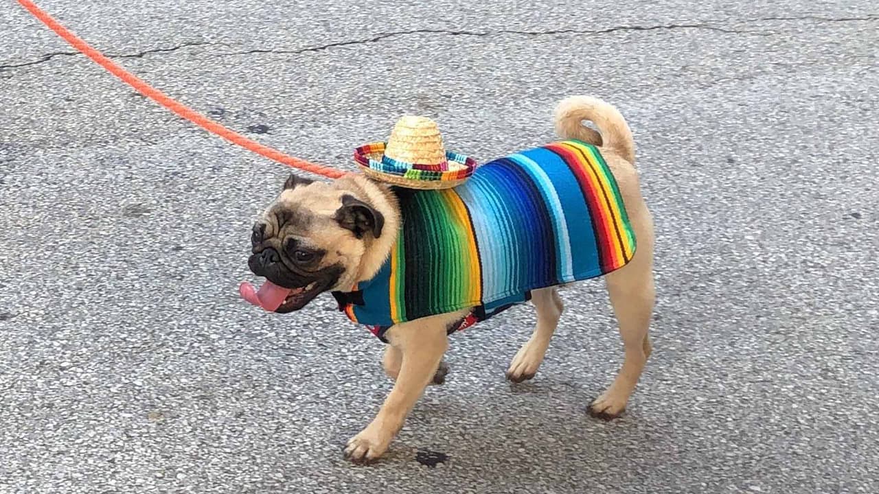 Este es uno de los eventos que reunen a la comunidad para festejar las Fiestas Patrias.