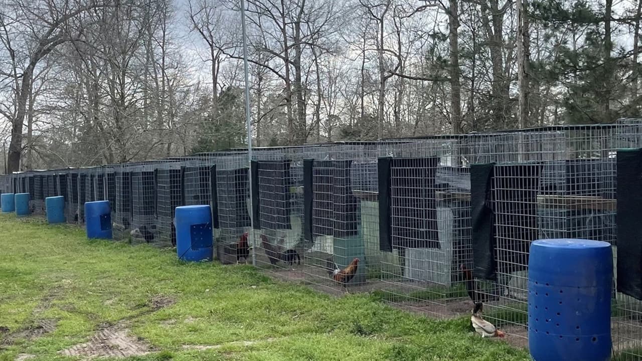 Algunas de las aves tenían valor de $10,000 cada una. La investigación de varios meses fue realizada por varias agencias de la ley, entre ellas, el precinto 5 del condado Harris y la oficina del sheriff de San Jacinto.