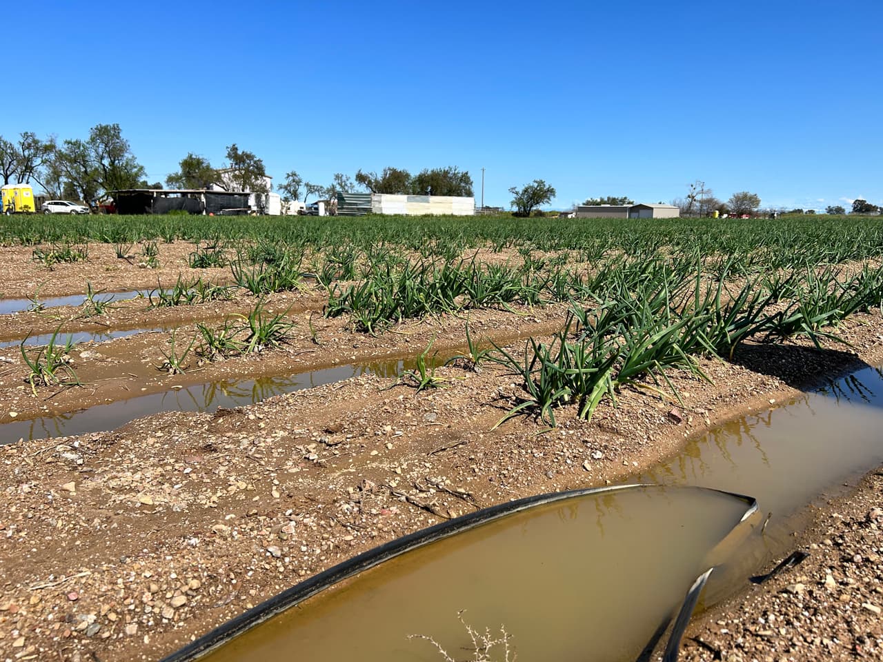 Tormentas invernales causan estragos en el campo y pérdidas de empleo