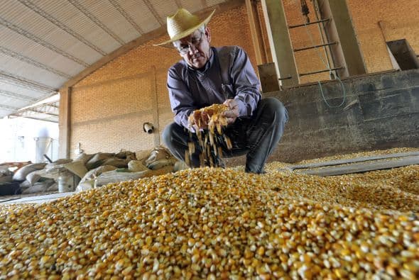 "El potencial de contaminación del transgénico con las variedades locales es alto por la forma profusa de producir polen de las plantas de maíz y por la condición del maíz de polinizarse cruzadamente", explicó Lovera.