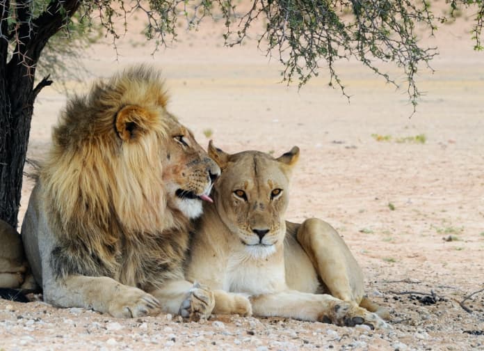 Nuestros hermanos biológicos y los animales que pueden abrazarse no dejan de hacerlo constantemente y si no pueden, se juntan para recibir el calor de la especie. Inclusive, como instinto primario, en señal de peligro, los humanos nos buscamos unos a los otros y nos apoyamos en medio de una desgracia.