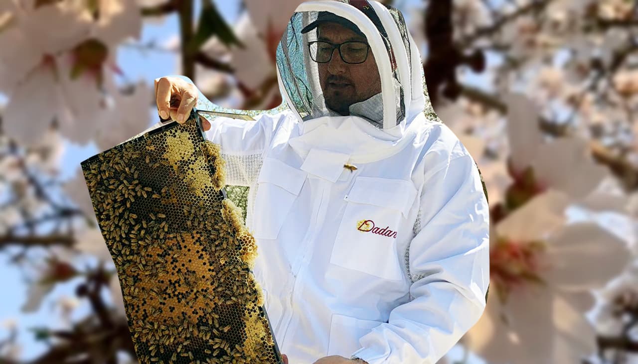 Millones de abejas provenientes de todo el país trabajan en huertos de California