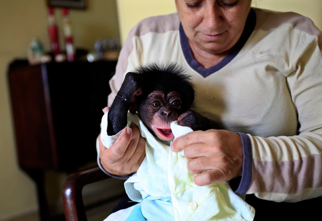 Cuban biologist Marta Llanes, 62, carry to Anuma a one month male Chimpanzee in her house in Havana, Cuba February 8, 2016. Enrique de la Osa