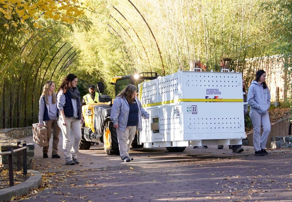 Mientras los pandas se preparan para partir, el Zoológico Nacional tiene planes de mejora para el hábitat interior de estas adorables criaturas, asegurando su bienestar y comodidad cuando regresen en el futuro.