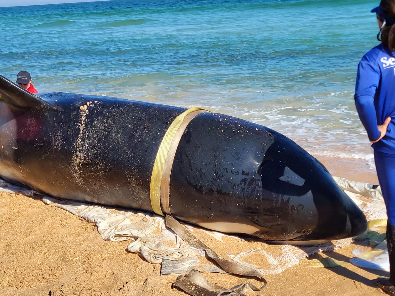 La ballena asesina de más de 7,000 libras de peso y 21 pies de largo fue localizada la mañana del 11 de enero al sur de Jungle Hut Park en Palm Coast, de acuerdo con informes iniciales del Alguacil del condado Flagler. La Administración Nacional Oceánica y Atmosférica señaló a través de un comunicado que la ballena era una hembra de edad adulta y que no tenía algún indicio de interacción con humanos o golpes, además se detectaron algunos "signos de enfermedades". Los detalles de la causa de la muerte de la ballena asesina que apareció en la costa de Florida serán dados a conocer una vez que se concluya la necropsia y los estudios de laboratorios correspondientes.