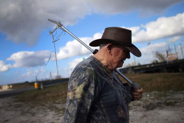 Creemos que ese fue parte del problema de que ahora tengamos tantas pitones en los Everglades", explicó Pino.