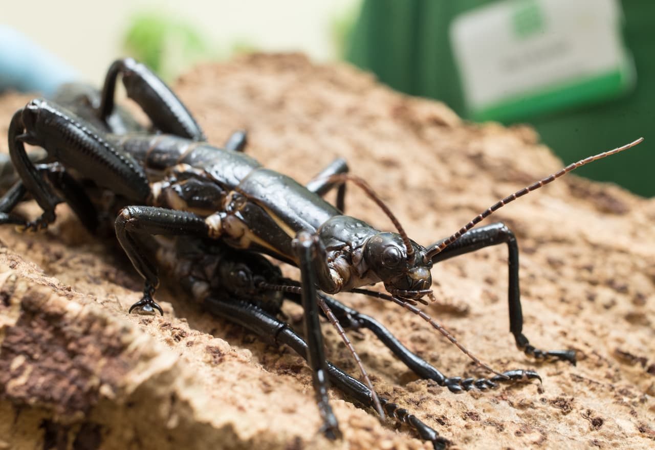Sin embargo, ellos también se alimentan de los cultivos y pueden devastar cosechas enteras generando grandes pérdidas en muy poco tiempo. ¿Sabías que cada año se pierde entre el 20 y 40% de los rendimientos en los cultivos internacionales por plagas de insectos?