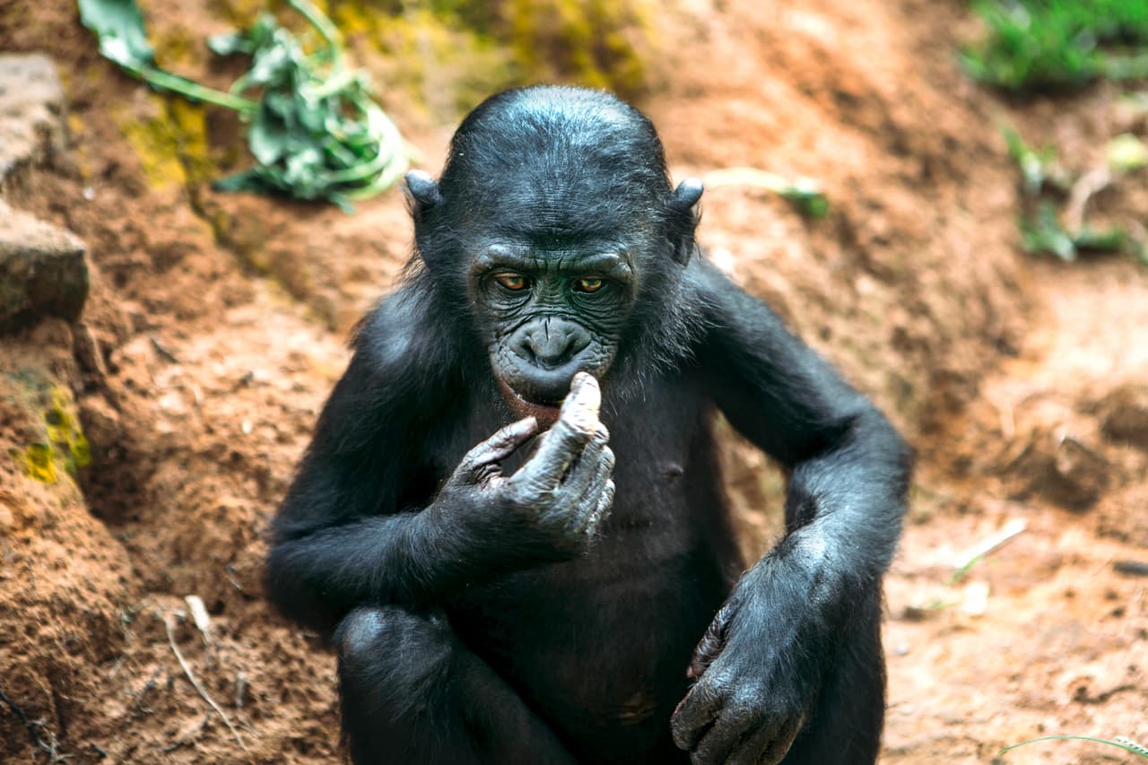 Los bonobos son primates que comparten hasta el 98% de nuestro mismo ADN. Esto los hace, junto a los chimpancés, los parientes salvajes más cercanos a los seres humanos.