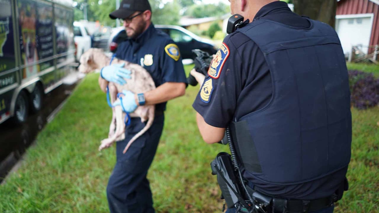 En el rescate estuvo presente también el Refugio para Animales y Adopciones BARC.