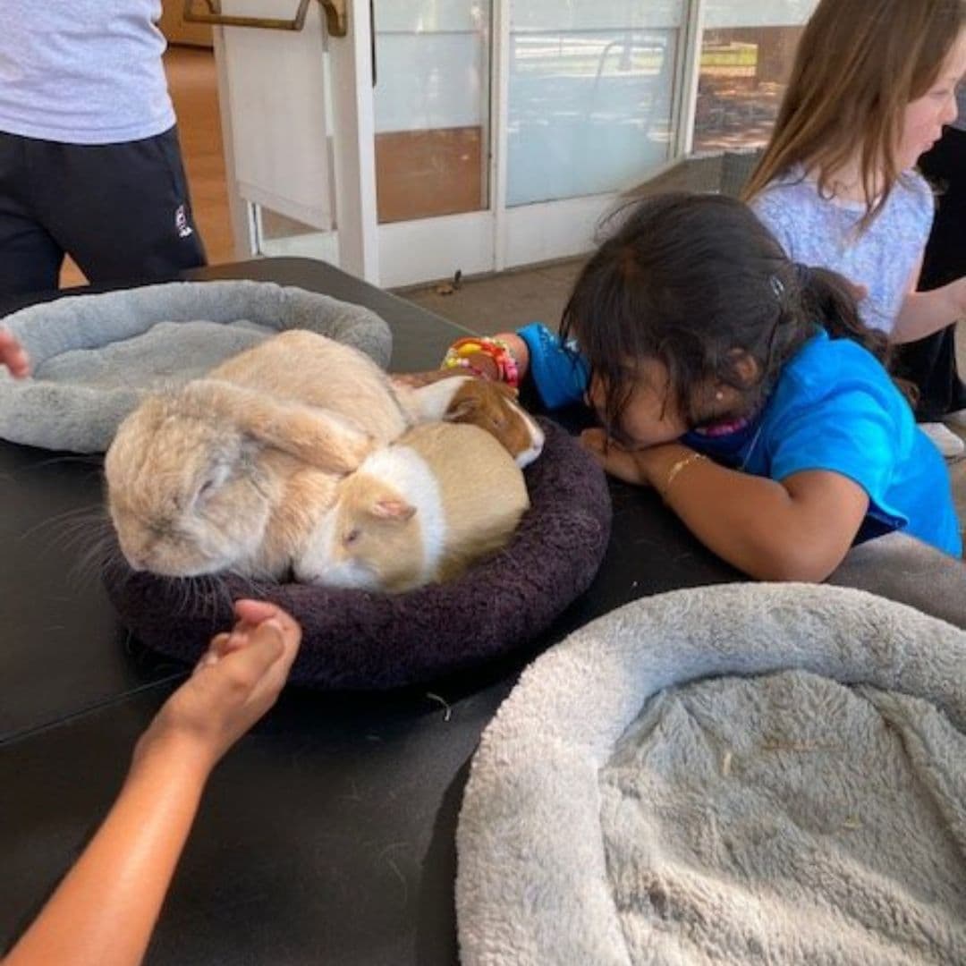 Animal Assisted Happiness está abierto de 1 a 5 pm los martes y de 10 am a 4 pm el segundo domingo de cada mes. Las visitas son gratuitas, aunque se aceptan donaciones. El estacionamiento cuesta $6 por vehículo. 
<br>